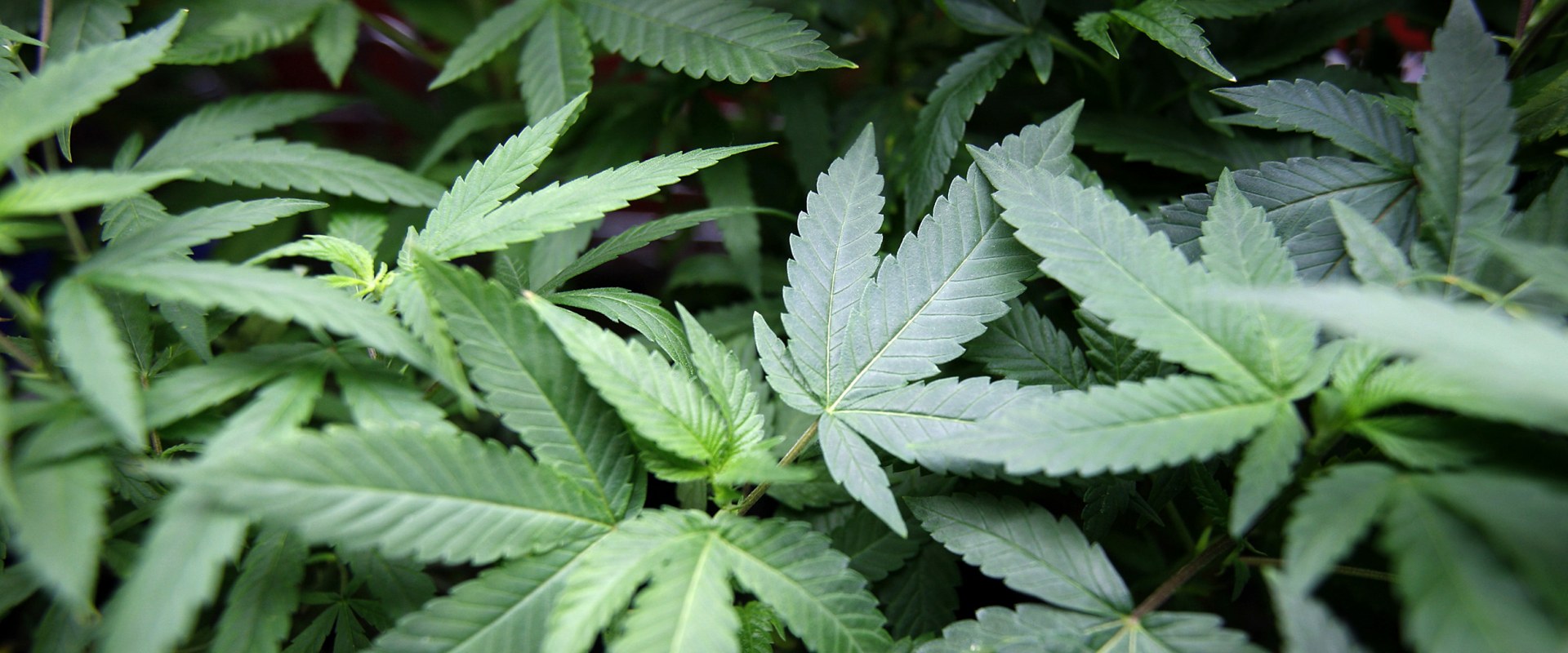 Do different types of hemp have different effects when smoked in a blunt?