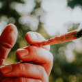 What is the best way to store your rolled hemp blunts for later use?