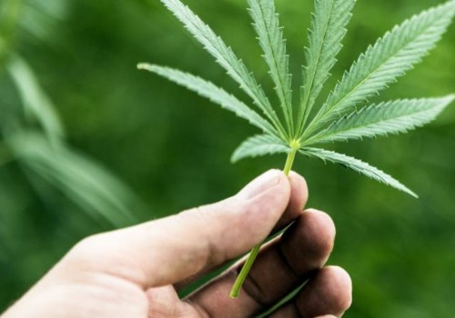 What are the health benefits of smoking hemp blunts?