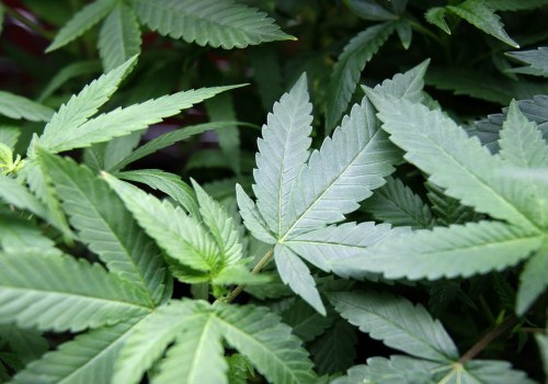 Do different types of hemp have different effects when smoked in a blunt?